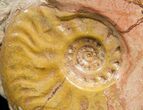 / Leioceras Ammonite - France #4501-2